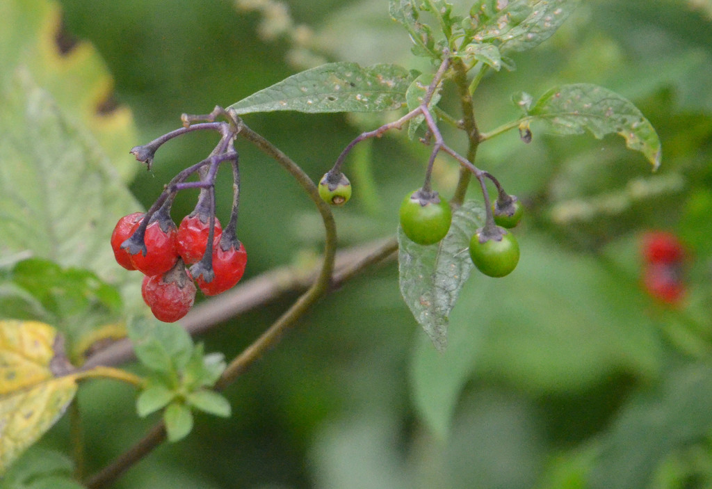 Deadly Nightshade Berries by arkensiel