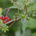 Deadly Nightshade Berries by arkensiel