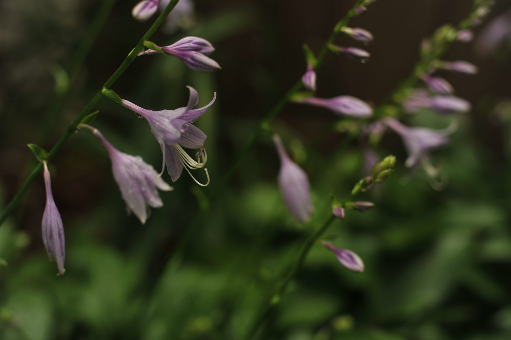 Purple hosta by loweygrace