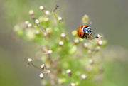 21st Aug 2015 - Hang on ladybug!