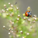 Hang on ladybug! by fayefaye
