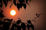 20th Aug 2015 - Smoky sun