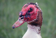 21st Aug 2015 - Muscovy Duck