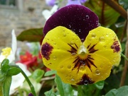 21st Aug 2015 - Pansy 