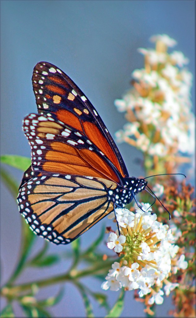 Monarch Butterfly by paintdipper
