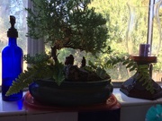 21st Aug 2015 - bonsai