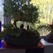 bonsai by pandorasecho