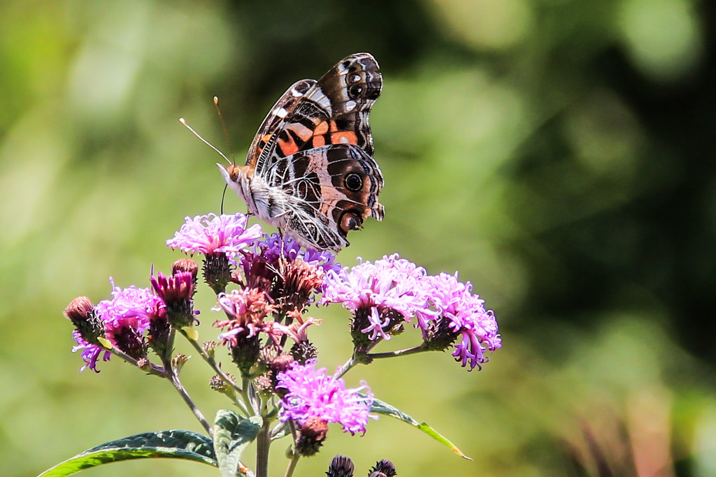 Butterfly Day on the Mountain by milaniet