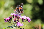21st Aug 2015 - Butterfly Day on the Mountain