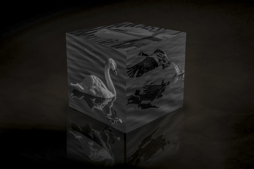 Cube by tonygig