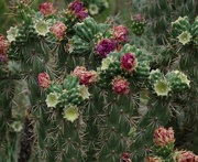 21st Aug 2015 - Cactus Flowers, New Mexico