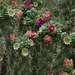 Cactus Flowers, New Mexico by annepann
