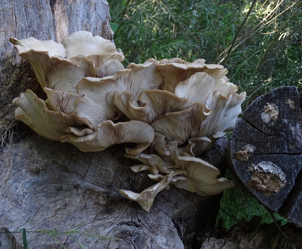 Mushroom, New Mexico by annepann