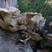 Mushroom, New Mexico by annepann