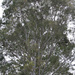treetops by koalagardens
