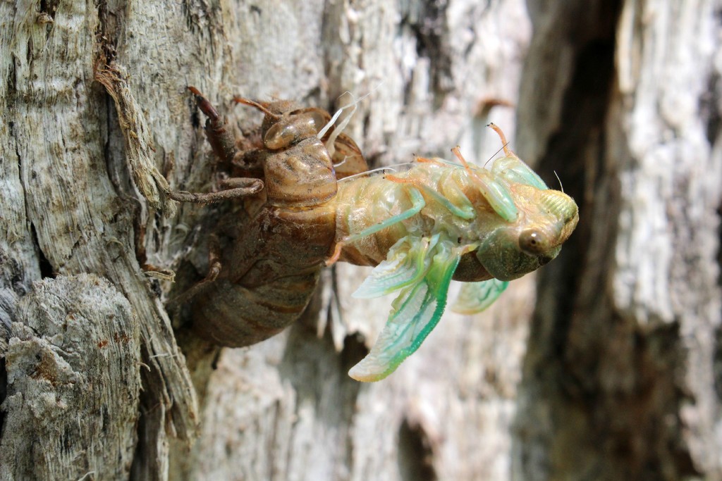 Cicada, Part 1 (of 3) by juliedduncan