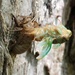 Cicada, Part 1 (of 3) by juliedduncan