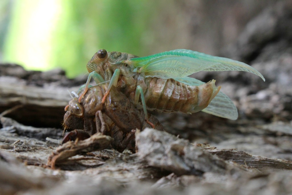 Cicada, Part 2 (of 3) by juliedduncan