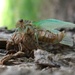 Cicada, Part 2 (of 3) by juliedduncan