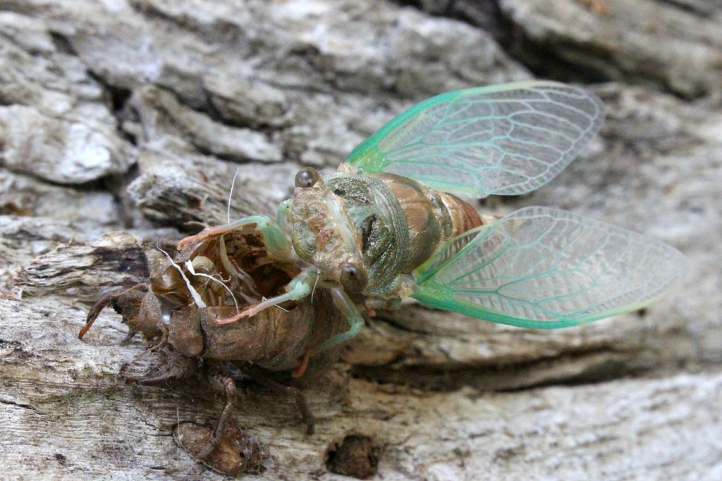 Cicada, Part 3 (of 3) by juliedduncan