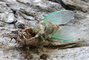 21st Aug 2015 - Cicada, Part 3 (of 3)