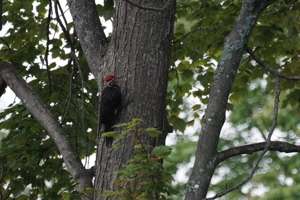 Pileated woodpecker by amyk