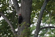 20th Aug 2015 - Pileated woodpecker