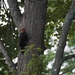 Pileated woodpecker by amyk