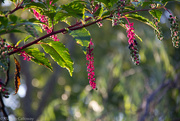 21st Aug 2015 - Pokeberry plant in the evening sun