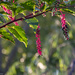Pokeberry plant in the evening sun by randystreat