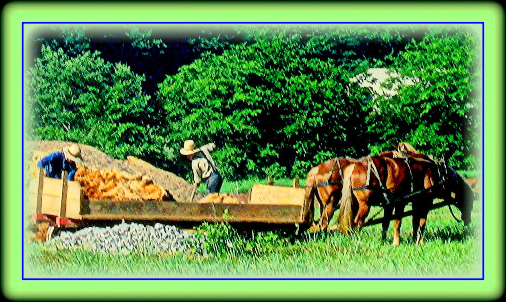 The Hard-Working Amish by vernabeth