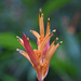 Heliconia False bird of paradise by ianjb21