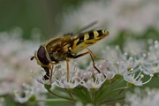 20th Aug 2015 - FEEDING HOVER-FLY