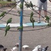 Parakeets by cataylor41