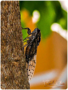 22nd Aug 2015 - Cicada
