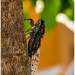 Cicada by carolmw