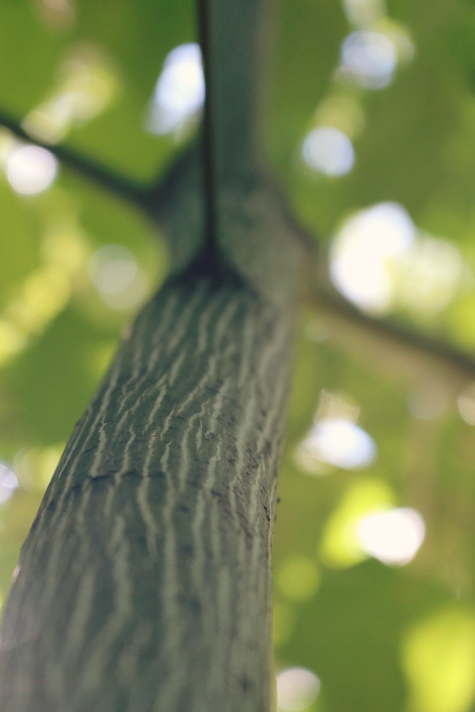 White Tigress Maple by juliedduncan