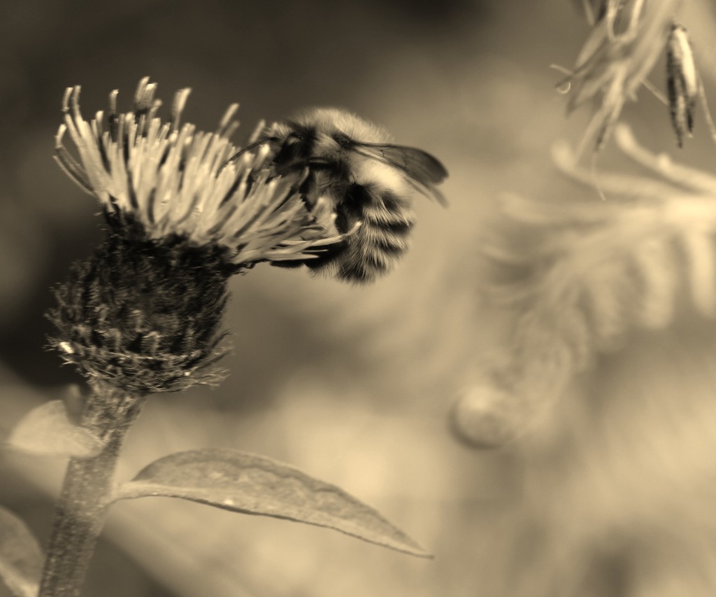 Fuzzy Buzzy Bee by motherjane