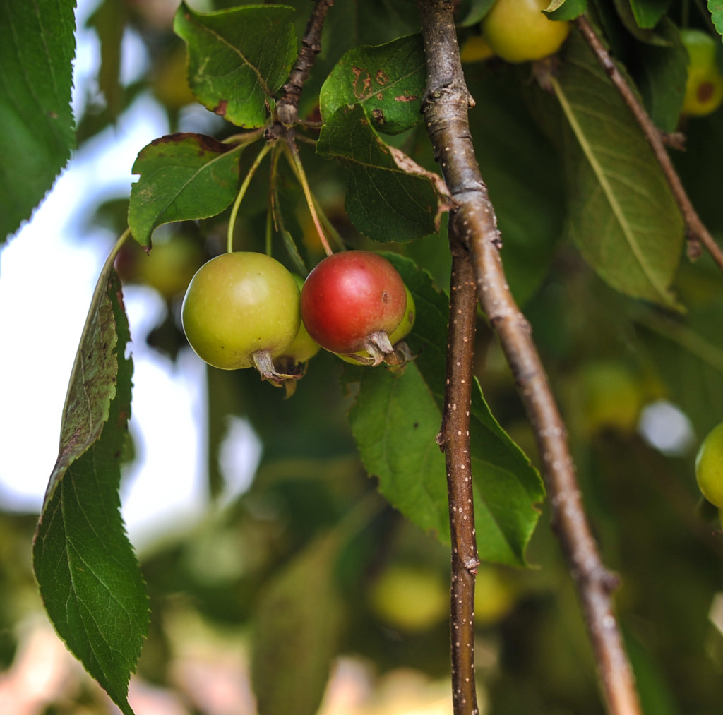 Crabapple? by loweygrace