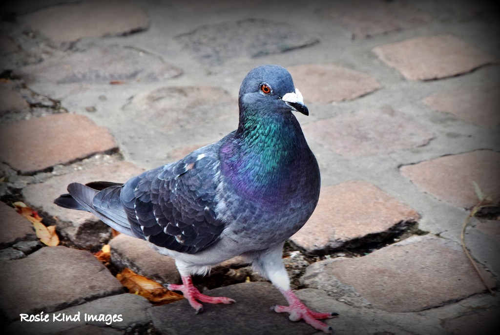 Market pigeon by rosiekind