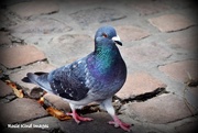 22nd Aug 2015 - Market pigeon