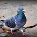 Market pigeon by rosiekind