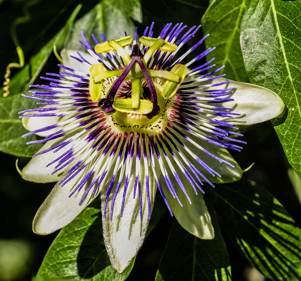 Focus Stacked Passion Flower by jgpittenger