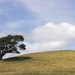 Lone Tree by shepherdman