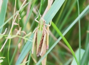21st Aug 2015 - Grasshopper