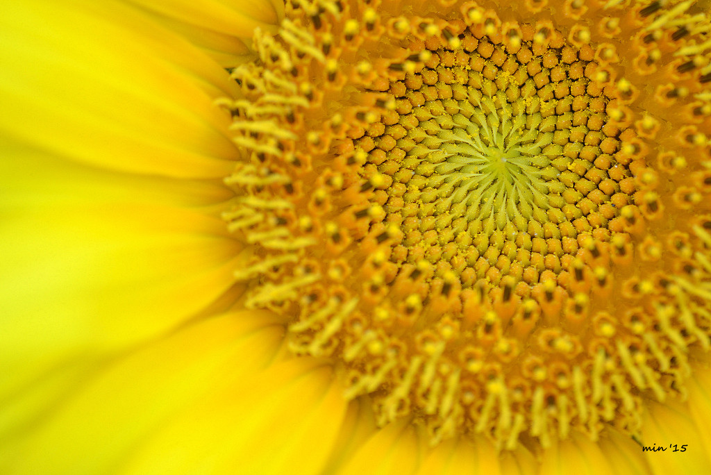 My Sunflower by mhei
