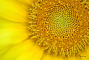 22nd Aug 2015 - My Sunflower