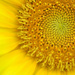 My Sunflower by mhei