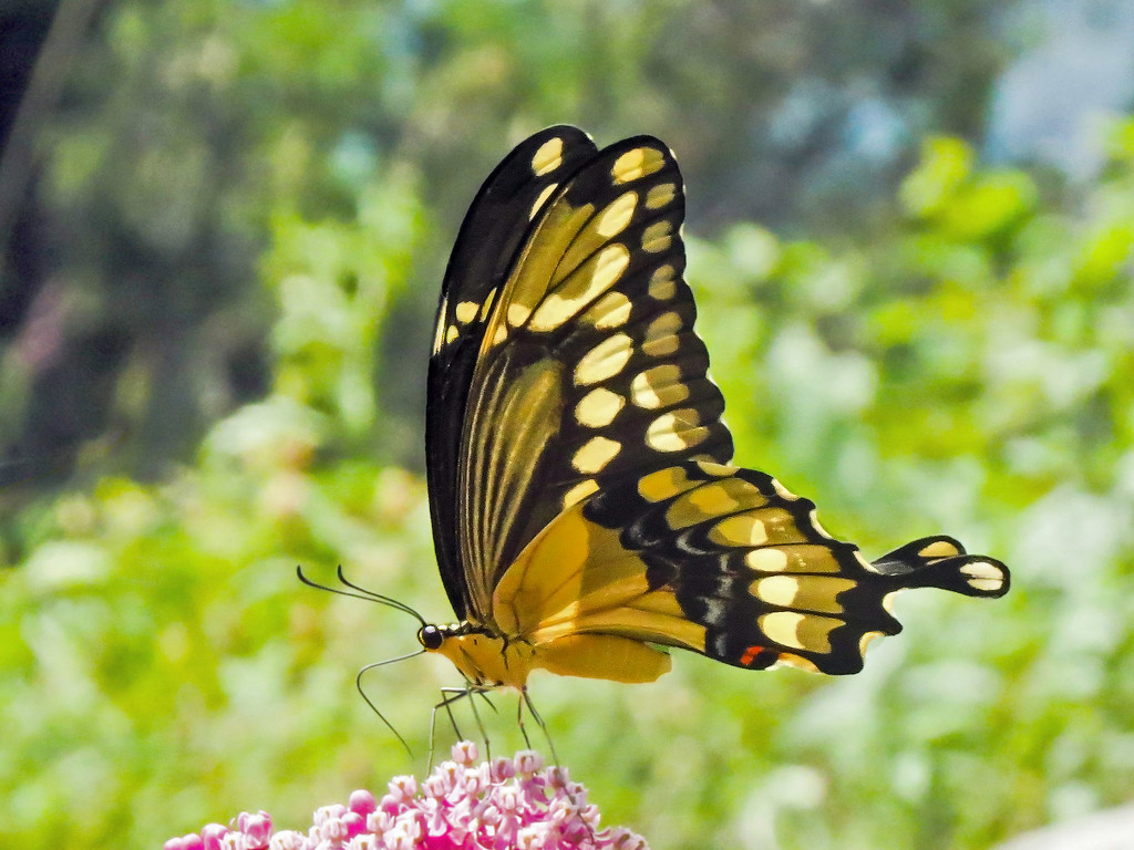 Giant Swallowtail Revisited by milaniet