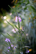 22nd Aug 2015 - Purple flower and bokeh!